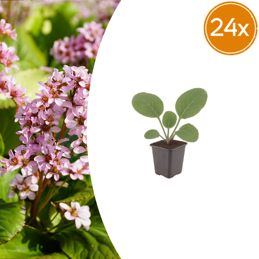 "Herzblatt-Bergenie 24er-Set (Bergenia cordifolia) – winterharte Staude, Topf-Ø 9 cm, Höhe ca. 25 cm image"