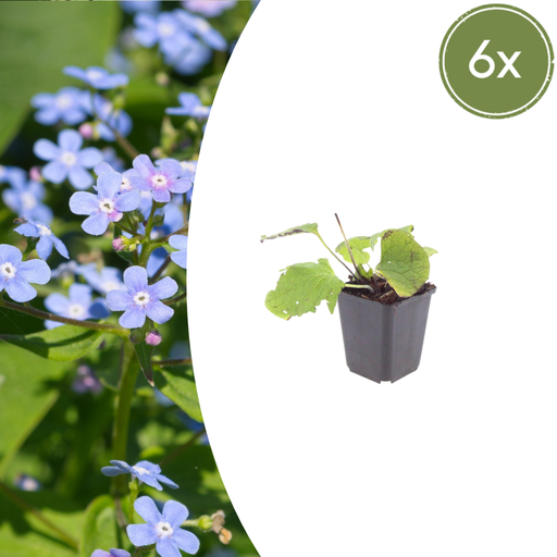 "6x Brunnera macrophylla - ↕10-25cm - Ø9cm image"