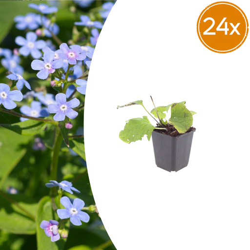 "Kaukasusvergissmeinnicht 24er-Set (Brunnera macrophylla) – winterharte Schattenstaude, Topf-Ø 9 cm, Höhe ca. 25 cm image"