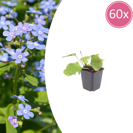 "60x Brunnera macrophylla - ↕10-25cm - Ø9cm image"