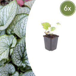 Kaukasusvergissmeinnicht 'Jack Frost' 6er-Set (Brunnera macrophylla) – winterhar