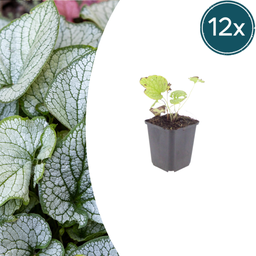 Kaukasusvergissmeinnicht 'Jack Frost' 12er-Set (Brunnera macrophylla) – winterha