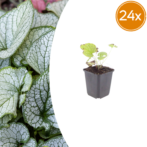 "24x Brunnera macr. 'Jack Frost' - ↕10-25cm - Ø9cm image"