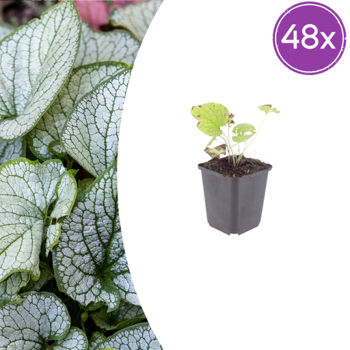 "Kaukasusvergissmeinnicht 'Jack Frost' 48er-Set (Brunnera macrophylla) – winterharte Staude, Topf-Ø 9 cm, Höhe ca. 25 cm image"