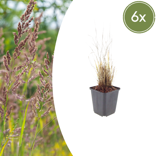 "6x Calamagrostis brachytricha - ↕10-25cm - Ø9cm image"