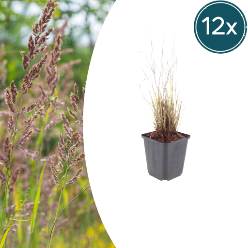 "Diamantgras 12er-Set (Calamagrostis brachytricha) – winterhartes Ziergras, Topf-Ø 9 cm, Höhe ca. 25 cm image"
