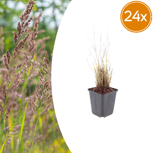 "Diamantgras 24er-Set (Calamagrostis brachytricha) – winterhartes Ziergras, Topf-Ø 9 cm, Höhe ca. 25 cm image"