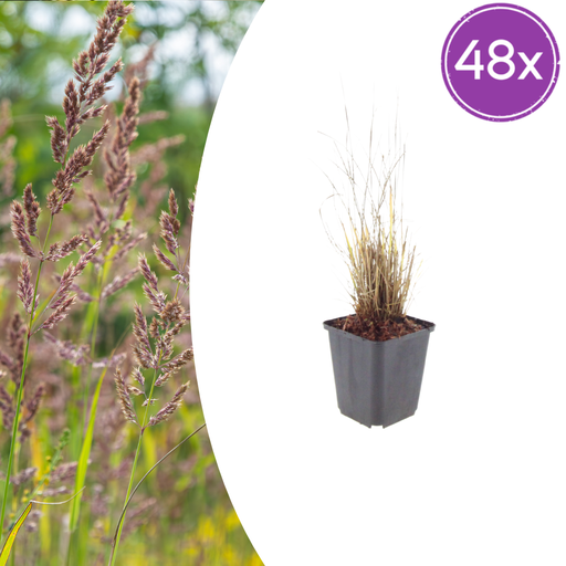 "48x Calamagrostis brachytricha - ↕10-25cm - Ø9cm image"