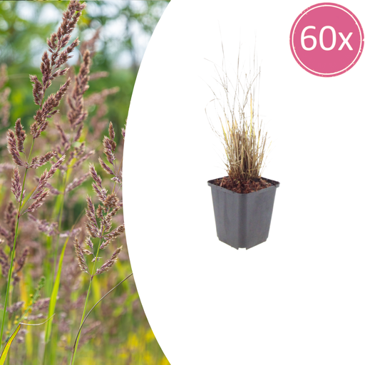 "60x Calamagrostis brachytricha - ↕10-25cm - Ø9cm image"