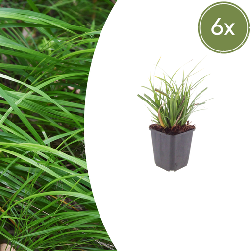 "6x Carex morrowii - ↕10-25cm - Ø9cm image"