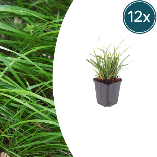 "12x Carex morrowii - ↕10-25cm - Ø9cm image"