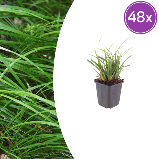"Japan-Segge 48er-Set (Carex morrowii) – winterhartes Ziergras, Topf-Ø 9 cm, Höhe ca. 25 cm image"