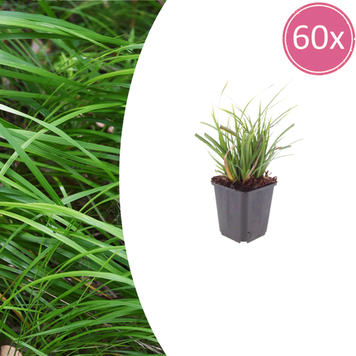 "60x Carex morrowii - ↕10-25cm - Ø9cm image"
