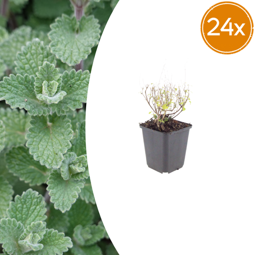 "24x Calamintha n. nepeta - ↕10-25cm - Ø9cm image"