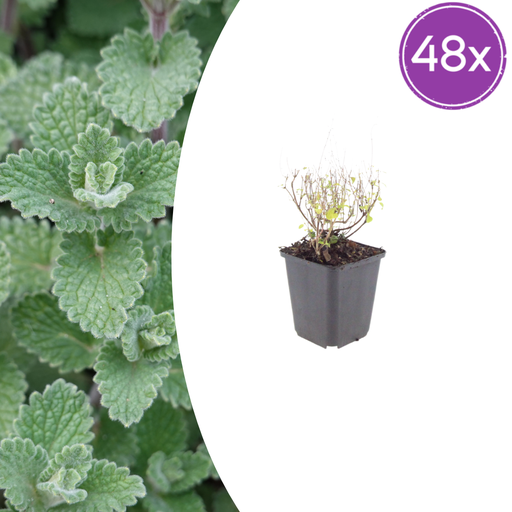 "48x Calamintha n. nepeta - ↕10-25cm - Ø9cm image"