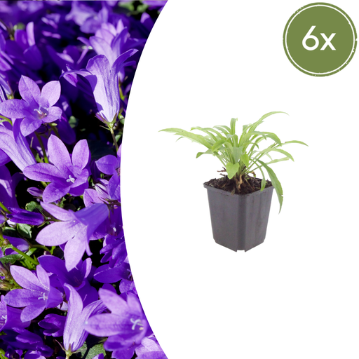 "Pfirsichblättrige Glockenblume 'Coerulea' 6er-Set (Campanula persica) – winterharte Staude, Topf-Ø 9 cm, Höhe ca. 25 cm image"