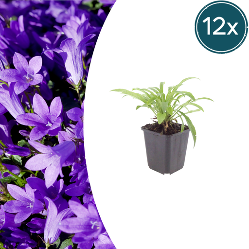 "Pfirsichblättrige Glockenblume 'Coerulea' 12er-Set (Campanula persica) – winterharte Staude, Topf-Ø 9 cm, Höhe ca. 25 cm image"