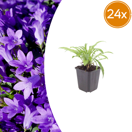 "Pfirsichblättrige Glockenblume 'Coerulea' 24er-Set (Campanula persica) – winterharte Staude, Topf-Ø 9 cm, Höhe ca. 25 cm image"