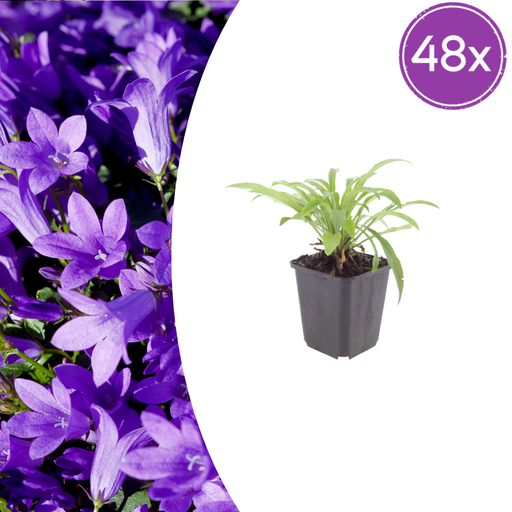"Pfirsichblättrige Glockenblume 'Coerulea' 48er-Set (Campanula persica) – winterharte Staude, Topf-Ø 9 cm, Höhe ca. 25 cm image"
