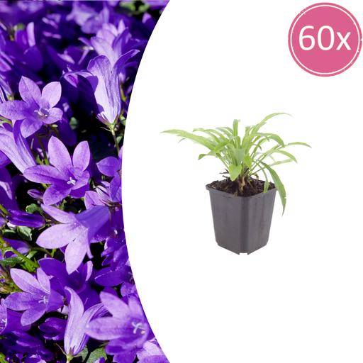 "60x Campanula pers. 'Coerulea' - ↕10-25cm - Ø9cm image"