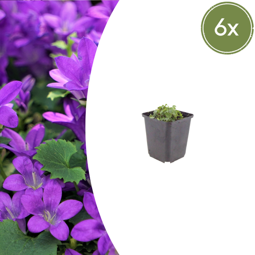 "6x Campanula portenschlagiana - ↕10-25cm - Ø9cm image"