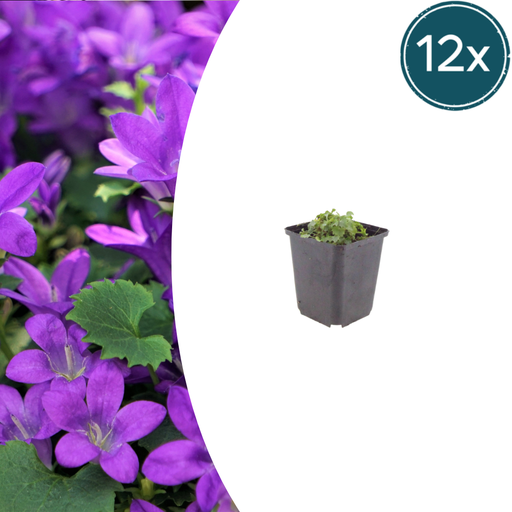"12x Campanula portenschlagiana - ↕10-25cm - Ø9cm image"