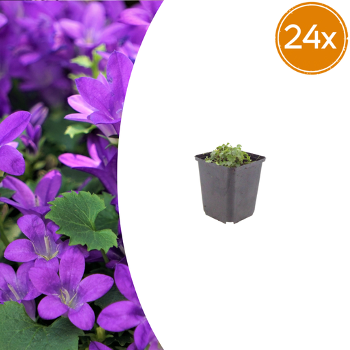 "24x Campanula portenschlagiana - ↕10-25cm - Ø9cm image"