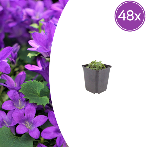 "48x Campanula portenschlagiana - ↕10-25cm - Ø9cm image"