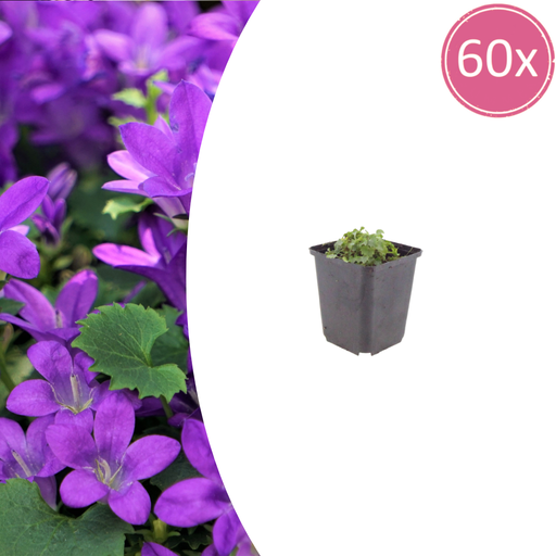 "Polsterglockenblume 60er-Set (Campanula portenschlagiana) – winterharte Staude, Topf-Ø 9 cm, Höhe ca. 25 cm image"