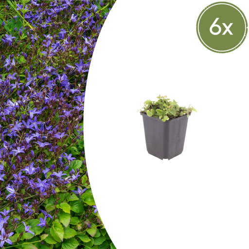 "6x Campanula poscharskyana - ↕10-25cm - Ø9cm image"
