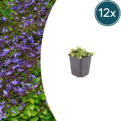 "12x Campanula poscharskyana - ↕10-25cm - Ø9cm image"