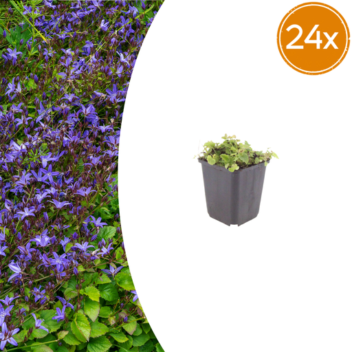 "24x Campanula poscharskyana - ↕10-25cm - Ø9cm image"