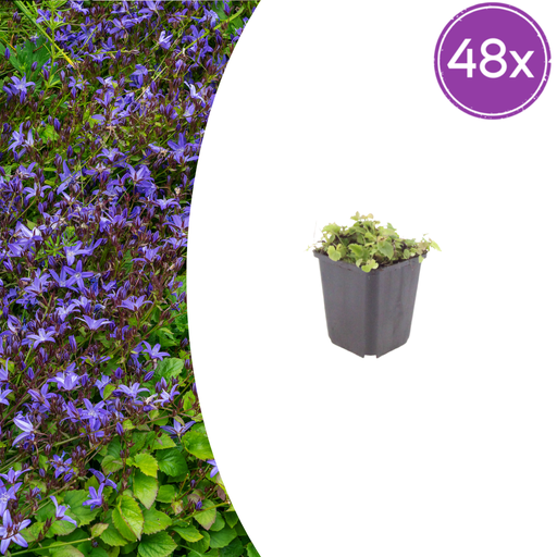 "48x Campanula poscharskyana - ↕10-25cm - Ø9cm image"