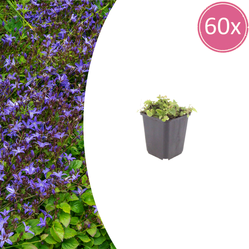 "60x Campanula poscharskyana - ↕10-25cm - Ø9cm image"