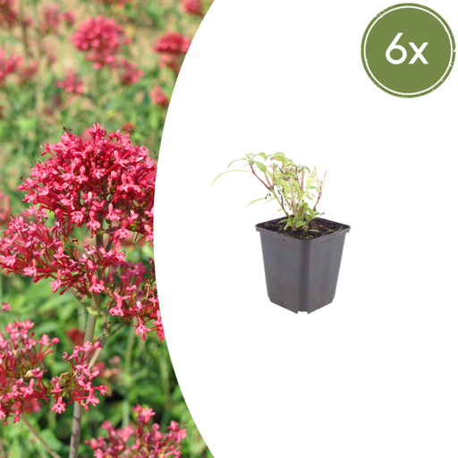 "6x Centranthus ruber 'Coccineus' - ↕10-25cm - Ø9cm image"