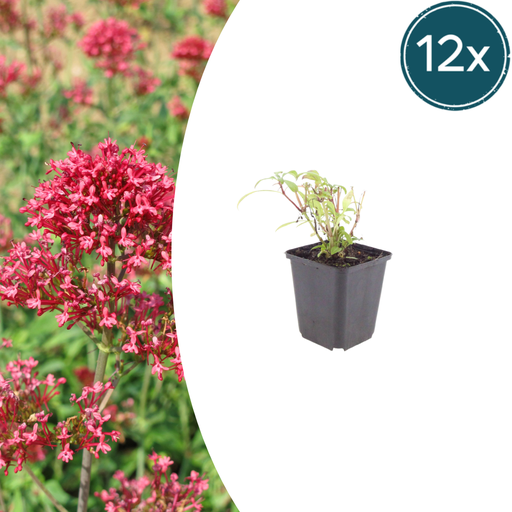 "Rote Spornblume 'Coccineus' 12er-Set (Centranthus ruber) – winterharte Staude, Topf-Ø 9 cm, Höhe ca. 25 cm image"