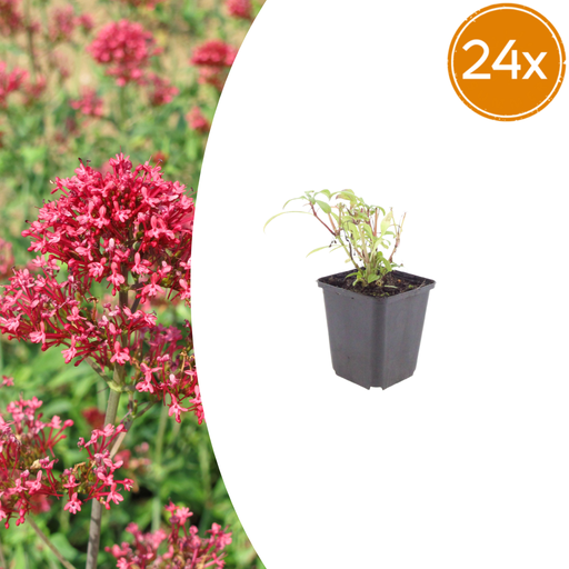 "24x Centranthus ruber 'Coccineus' - ↕10-25cm - Ø9cm image"