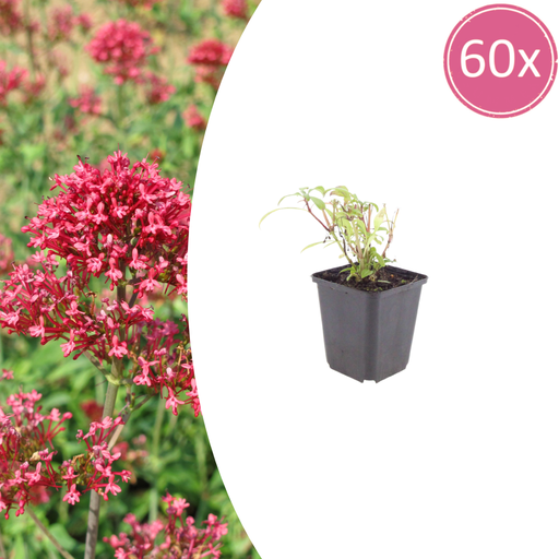 "60x Centranthus ruber 'Coccineus' - ↕10-25cm - Ø9cm image"