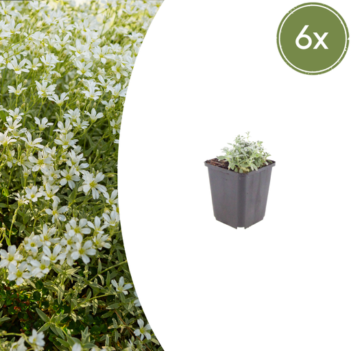 "Filziges Hornkraut 6er-Set (Cerastium tomentosum) – winterharte Polsterstaude, Topf-Ø 9 cm, Höhe ca. 25 cm image"