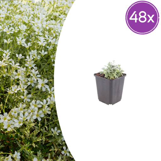 "48x Cerastium tomentosum - ↕10-25cm - Ø9cm image"