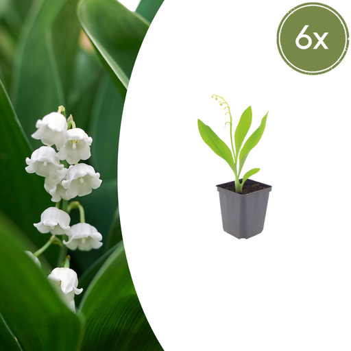 "Maiglöckchen 6er-Set (Convallaria majalis) – winterharte Staude, Topf-Ø 9 cm, Höhe ca. 25 cm image"