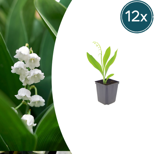 "12x Convallaria majalis - ↕10-25cm - Ø9cm image"