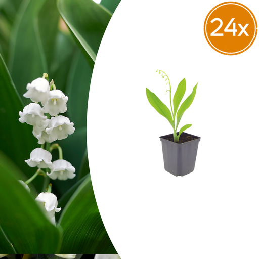 "Maiglöckchen 24er-Set (Convallaria majalis) – winterharte Duftstaude, Topf-Ø 9 cm, Höhe ca. 25 cm image"