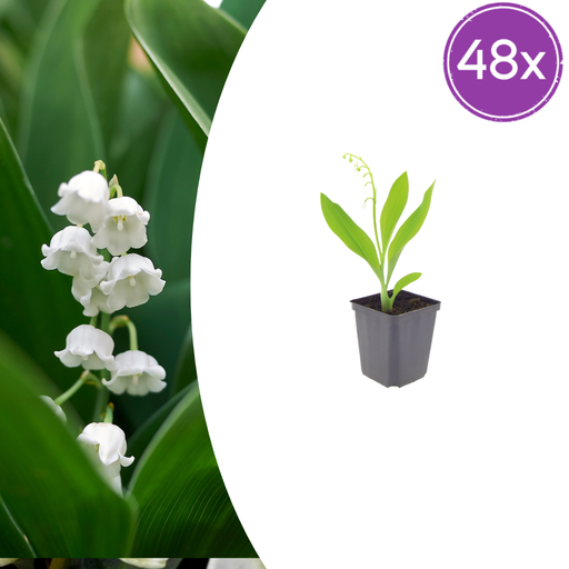 "48x Convallaria majalis - ↕10-25cm - Ø9cm image"