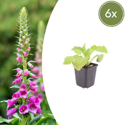 "Roter Fingerhut 6er-Set (Digitalis purpurea) – winterharte Staude, Topf-Ø 9 cm, Höhe ca. 25 cm image"