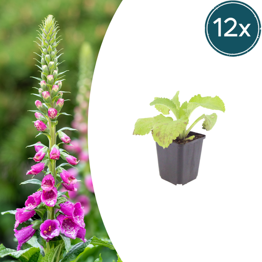 "12x Digitalis purpurea - ↕10-25cm - Ø9cm image"