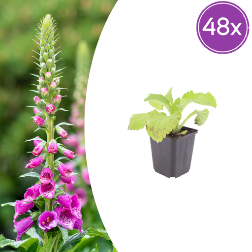 "48x Digitalis purpurea - ↕10-25cm - Ø9cm image"