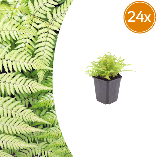 "Wurmfarn 24er-Set (Dryopteris filix-mas) – winterharte Schattenstaude, Topf-Ø 9 cm, Höhe ca. 25 cm image"