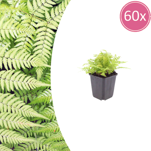 "Wurmfarn 60er-Set (Dryopteris filix-mas) – winterharte Schattenstaude, Topf-Ø 9 cm, Höhe ca. 25 cm image"
