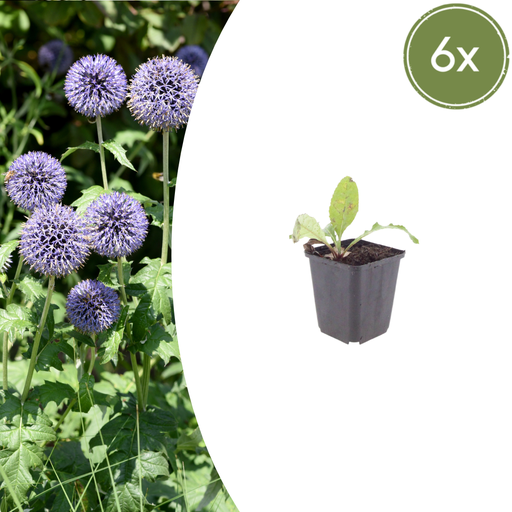 "Ruthenische Kugeldistel 6er-Set (Echinops ritro) – winterharte Staude, Topf-Ø 9 cm, Höhe ca. 25 cm image"